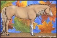 Horse Color:Gold Champagne 