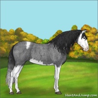 Horse Color:Blue Roan Splash Varnish 