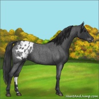 Horse Color:Blue Roan Appaloosa 