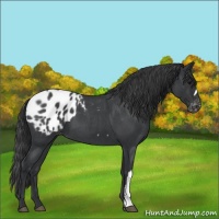 Horse Color:Blue Roan Appaloosa 