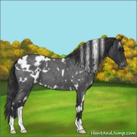 Horse Color:White Spotted Blue Roan Varnish 