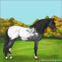Horse Color:Blue Roan Snowcap 