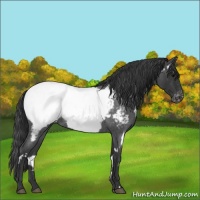 Horse Color:White Spotted Blue Roan Appaloosa 