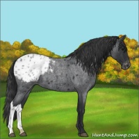 Horse Color:Blue Roan Appaloosa