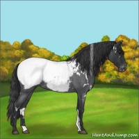 Horse Color:White Spotted Blue Roan Appaloosa 
