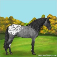 Horse Color:Blue Roan Appaloosa 
