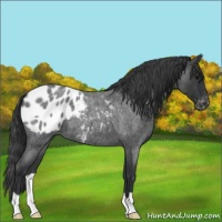 Horse Color:Blue Roan Varnish 