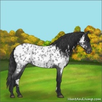 Horse Color:Blue Roan Near Leopard