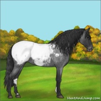 Horse Color:Blue Roan Appaloosa 
