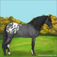Horse Color:Blue Roan Appaloosa 