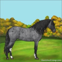 Horse Color:Blue Roan Appaloosa 