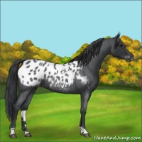 Horse Color:Blue Roan Appaloosa 