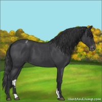 Horse Color:Blue Roan Varnish 
