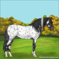 Horse Color:White Spotted Blue Roan Appaloosa 
