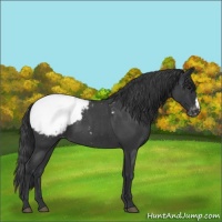 Horse Color:Blue Roan Snowcap 