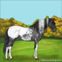 Horse Color:Blue Roan Tobiano Appaloosa 