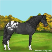 Horse Color:Blue Roan Varnish 