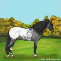Horse Color:Blue Roan Snowcap 