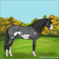 Horse Color:Blue Roan Frame Varnish 