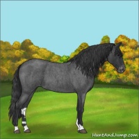 Horse Color:Blue Roan Varnish 