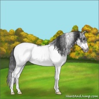 Horse Color:White Spotted Blue Roan Frame Snowcap 