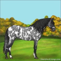 Horse Color:White Spotted Blue Roan Near Leopard 