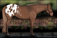 Horse Color:Liver Chestnut Appaloosa 