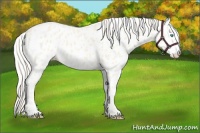 Horse Color:Cremello Near Leopard 