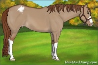 Horse Color:Red Dun Appaloosa