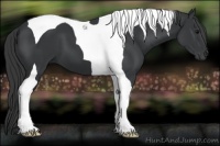 Horse Color:Black Tobiano 