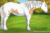 Horse Color:Silver Classic Champagne Splash Tobiano Appaloosa