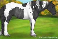 Horse Color:Black Tobiano Rabicano