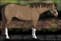 Horse Color:Liver Red Dun 