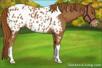 Horse Color:Chestnut Near Leopard 
