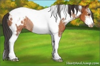 Horse Color:Bay Sabino Tobiano Blanket Rabicano 
