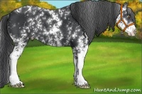 Horse Color:Black Sabino Appaloosa 