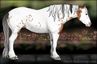 Horse Color:Bay Sabino Splash Tobiano Near Leopard Rabicano 