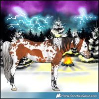 Horse Color:Bay Splash Tobiano