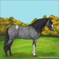 Horse Color:Blue Roan Varnish 
