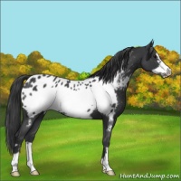 Horse Color:Blue Roan Frame Near Leopard 