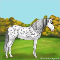 Horse Color:Blue Roan Splash Appaloosa 