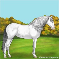 Horse Color:White Spotted Black Appaloosa