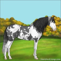 Horse Color:White Spotted Blue Roan Splash Appaloosa