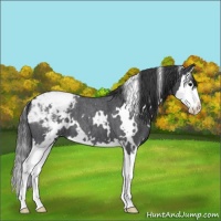 Horse Color:White Spotted Blue Roan Splash Appaloosa 