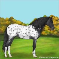 Horse Color:Blue Roan Near Leopard 