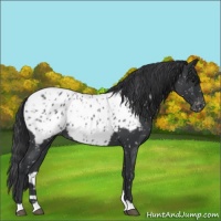 Horse Color:Blue Roan Appaloosa 