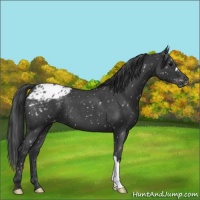 Horse Color:Blue Roan Snowflake Varnish 