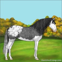 Horse Color:Blue Roan Splash Appaloosa 