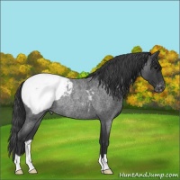 Horse Color:Blue Roan Appaloosa Rabicano 