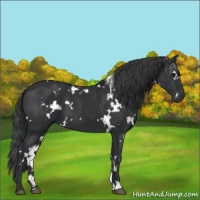Horse Color:White Spotted Black 